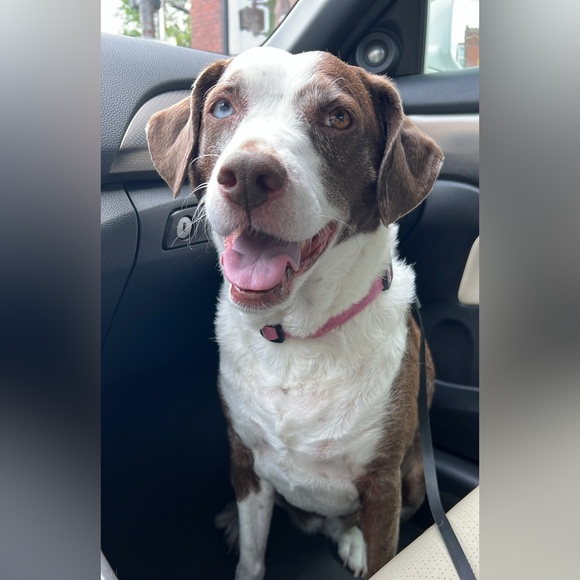 Meet your Posher, Tanya - Picture 2 of 4